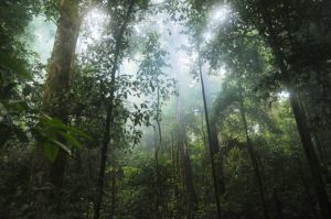 Tropical forest, with sunbeams