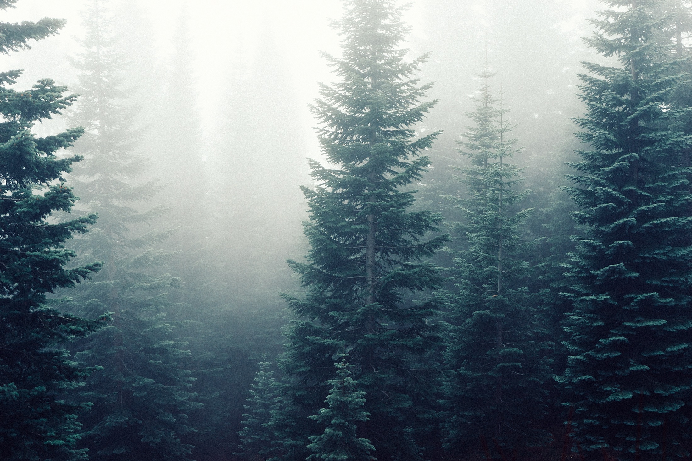 Evergreens in mist