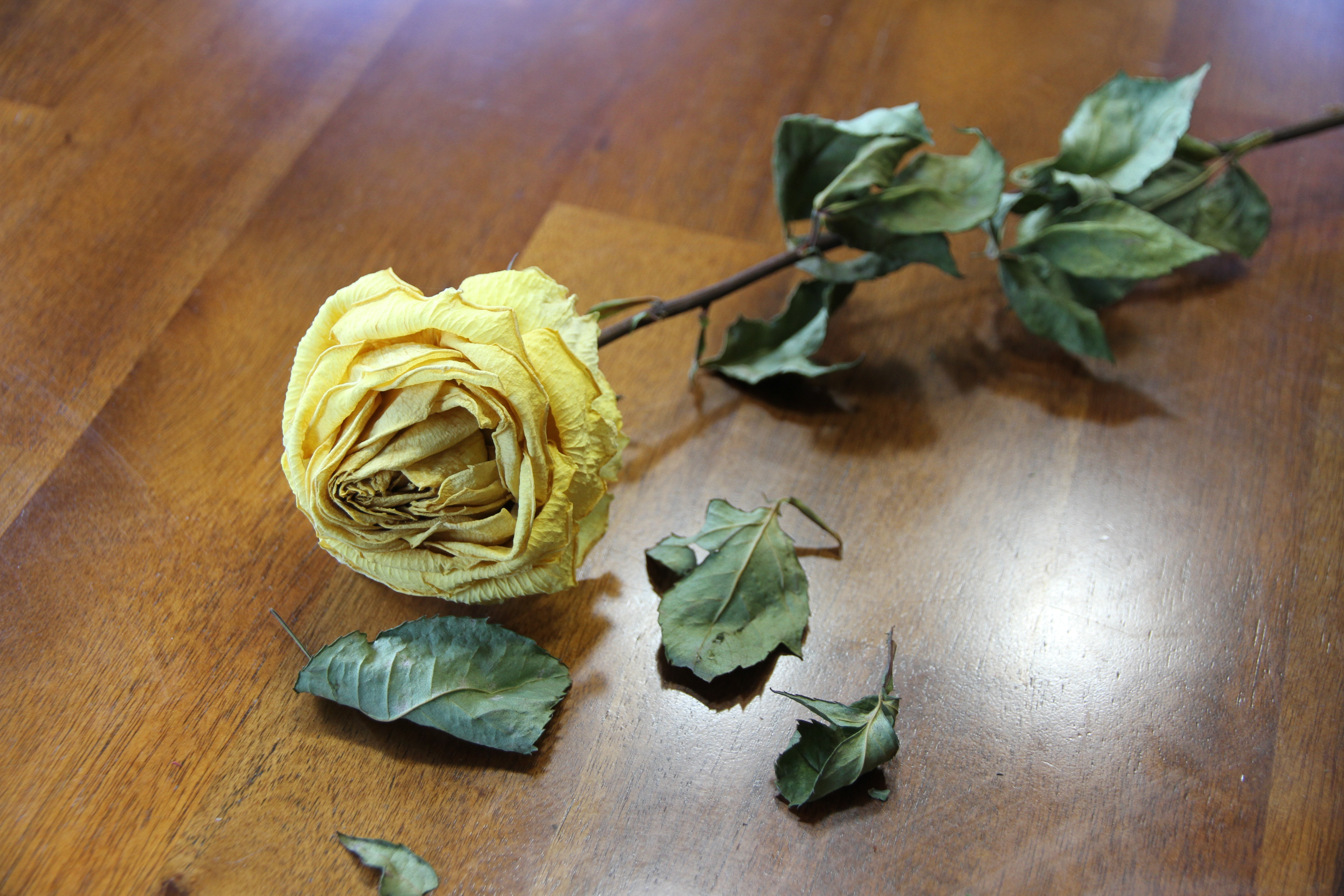 yellow rose, dried, and dried up leaves