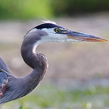 blue heron, neck and head